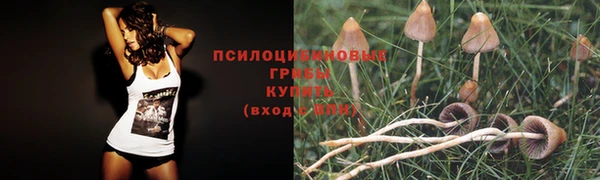 ГАЛЛЮЦИНОГЕННЫЕ ГРИБЫ Ельня
